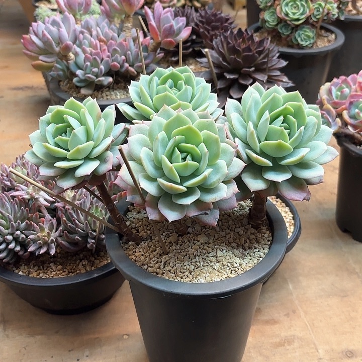 多肉植物，恋曲一颗