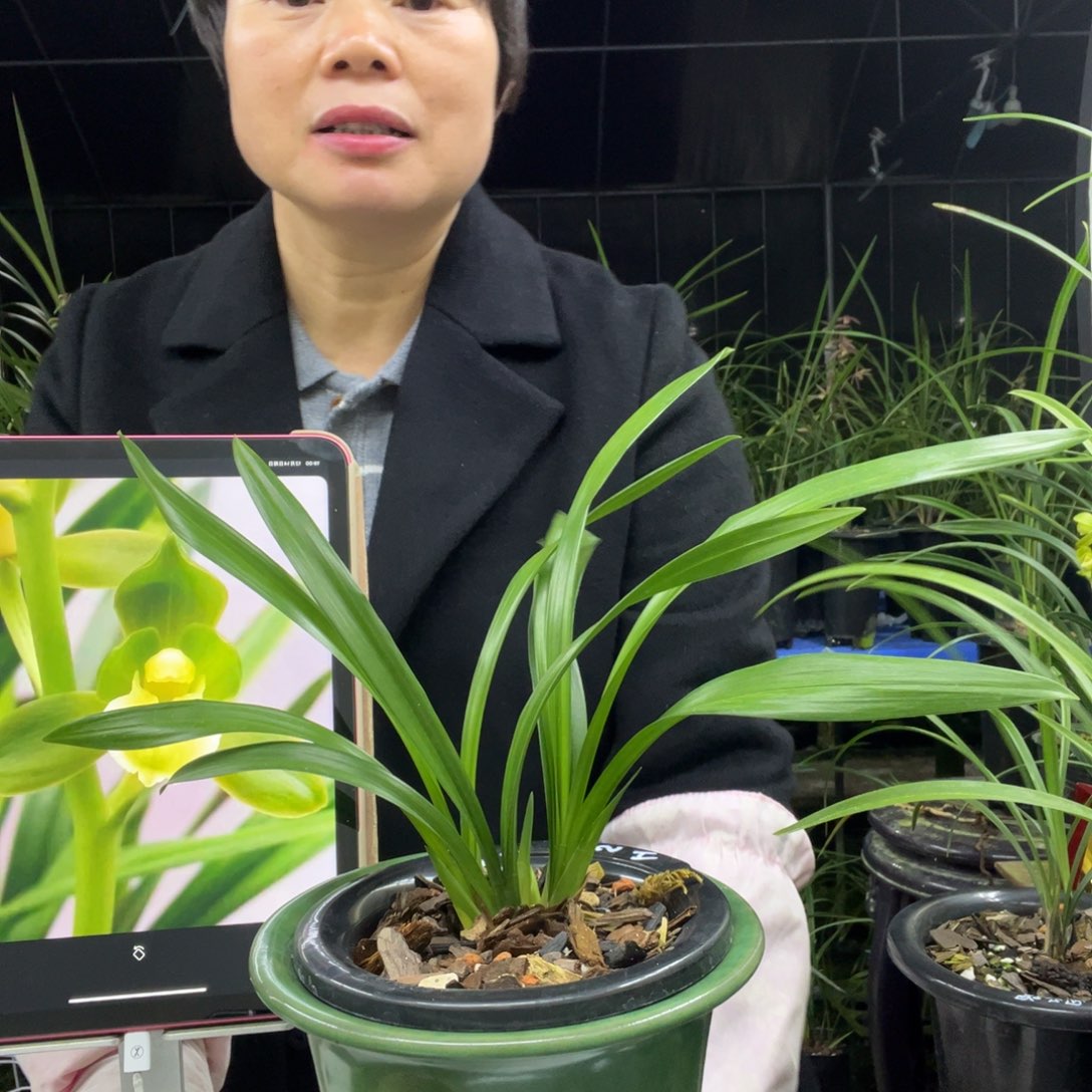 无花朵墨兰矮种素荷3苗