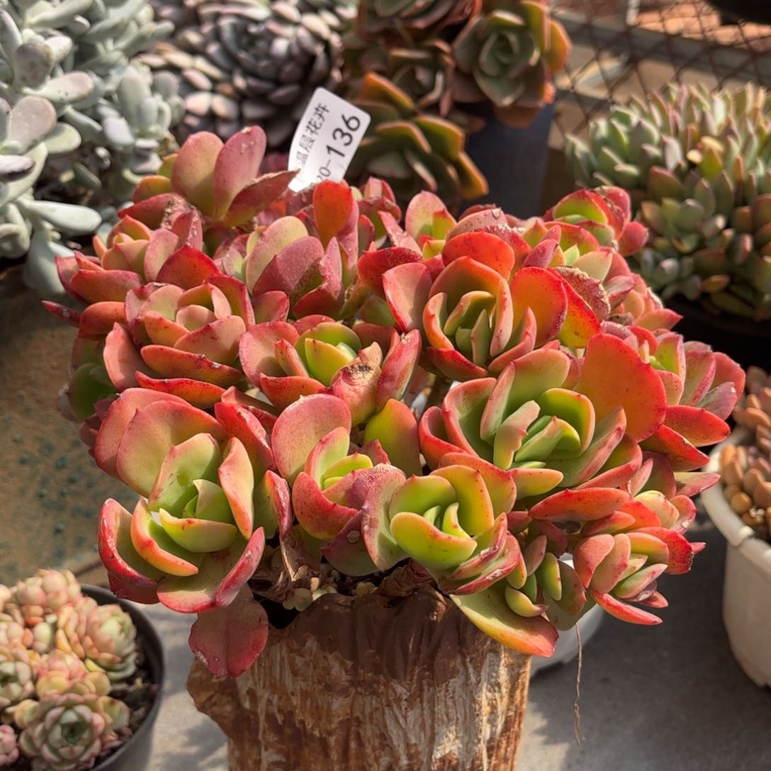 同温层多肉火焰玫瑰136