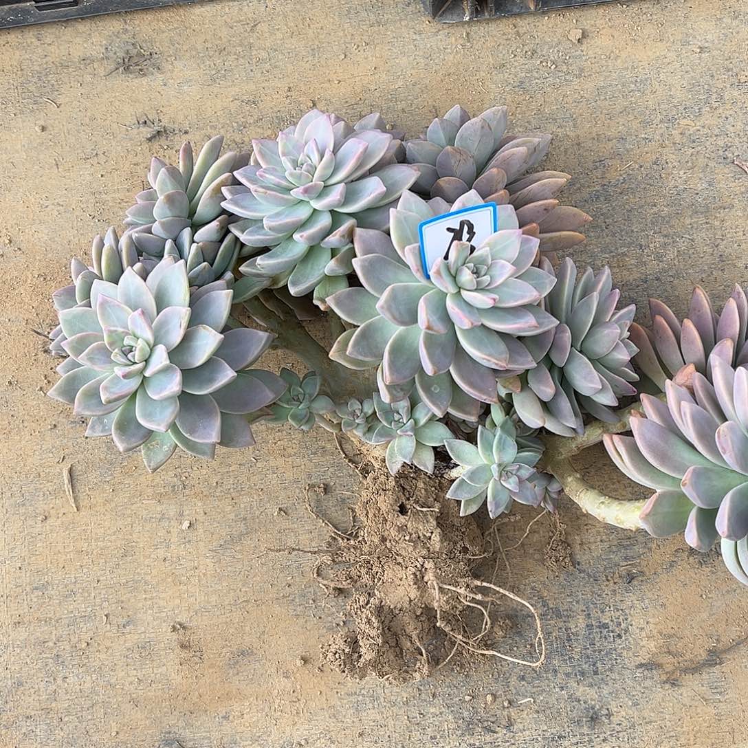 啃***女28）号淡雪缀化一物一拍