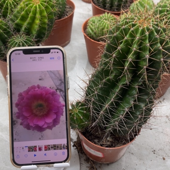 露露紫恋柱子大球