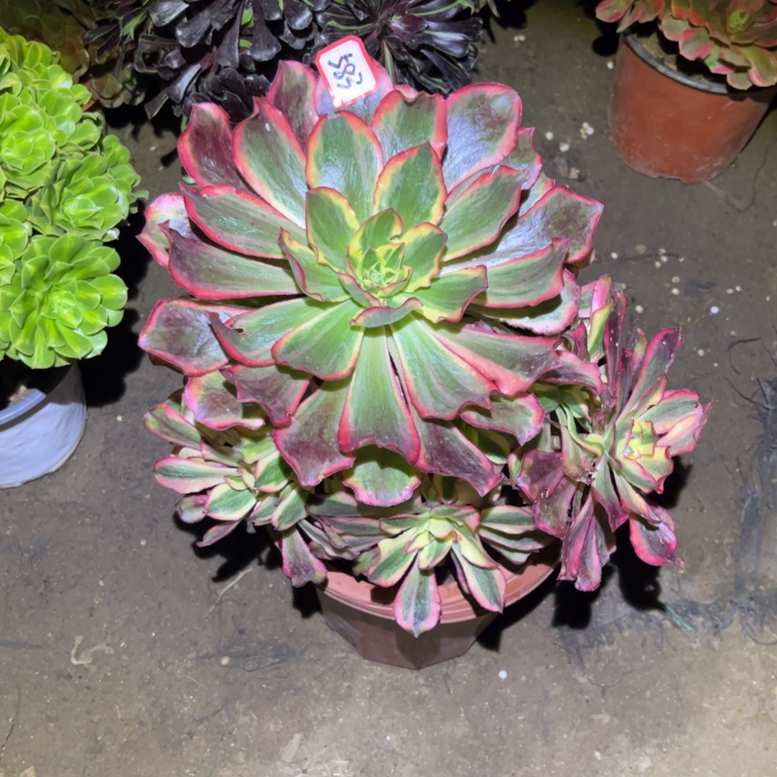 583多肉植物魅影法师