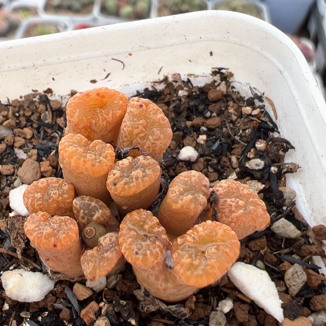 89多肉植物百科知识