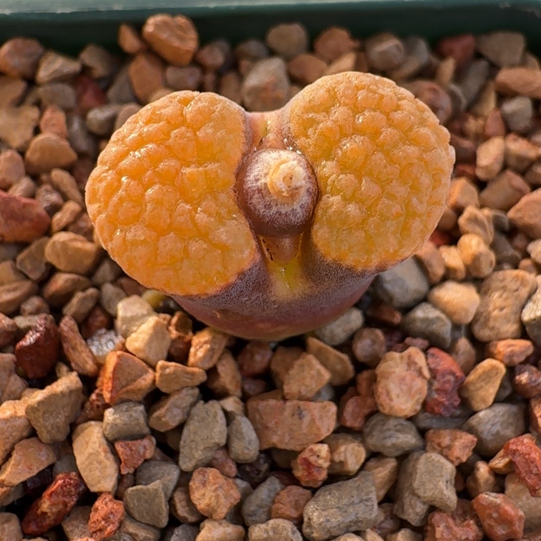 云缦精品番杏31.37 麒麟窗