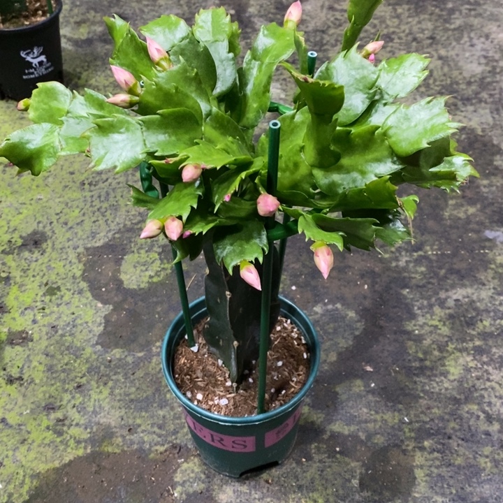 燕***子AN073复色重瓣蟹爪兰