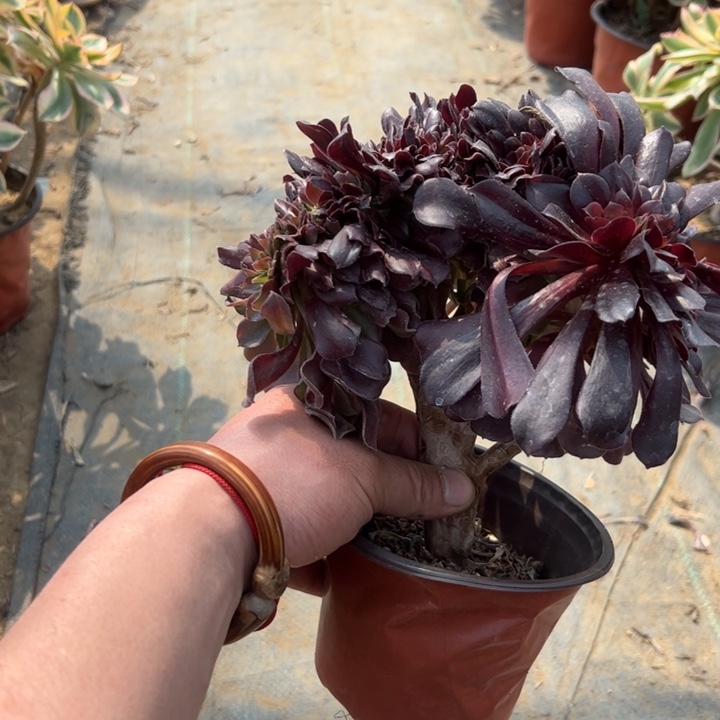 179欧紫缀多肉多肉