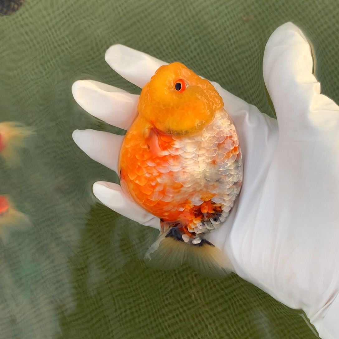 金鱼特色满甲三彩