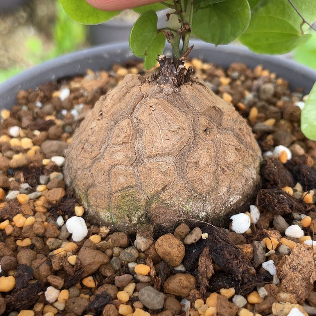 龟甲龙一物一拍452号7.3cm