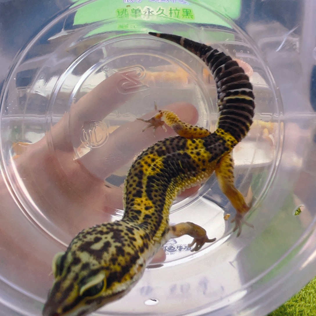 豹纹守宫豹纹守宫苗子成体亚成