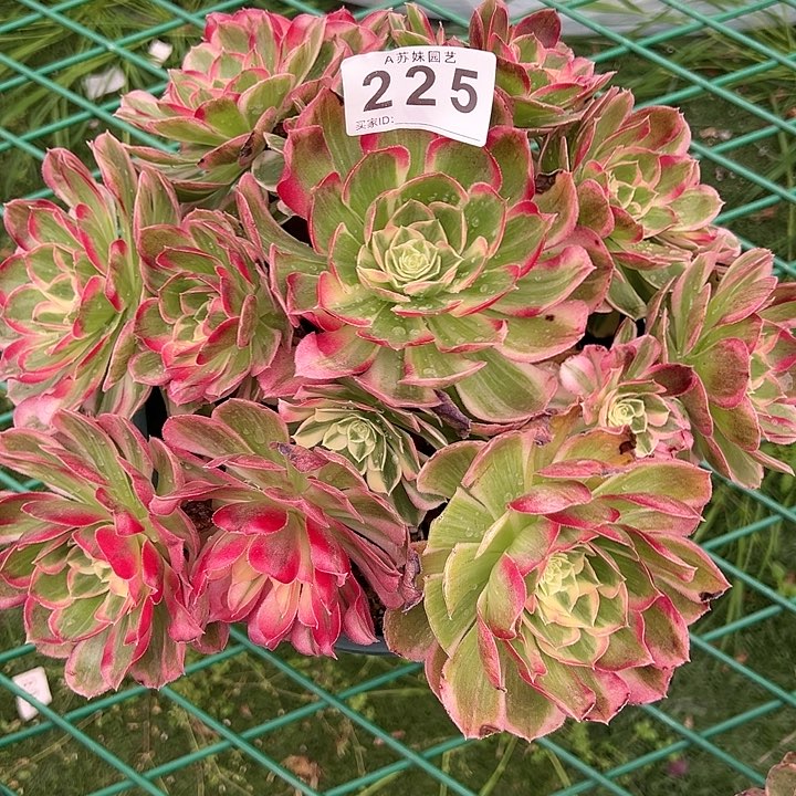 225西施水蜜桃多肉