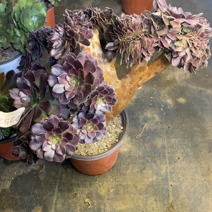 荷兰玫瑰多肉断头不包2252