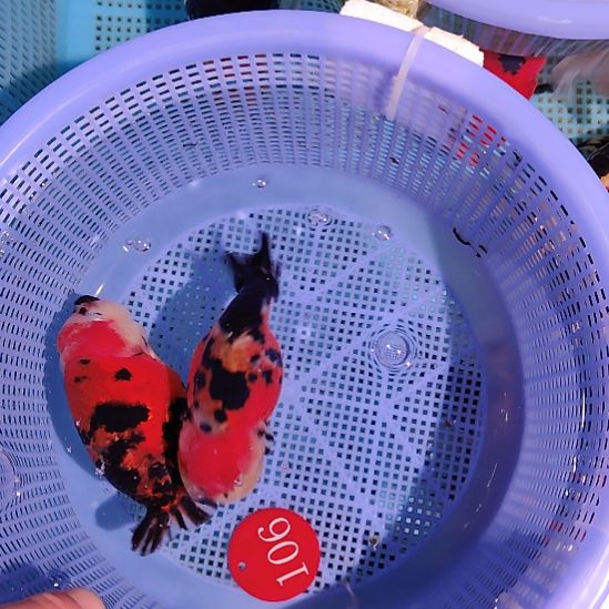 金鱼106兰寿两只特价顺丰包邮