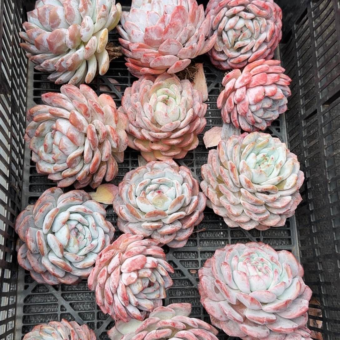 橙梦露单头老庄精品