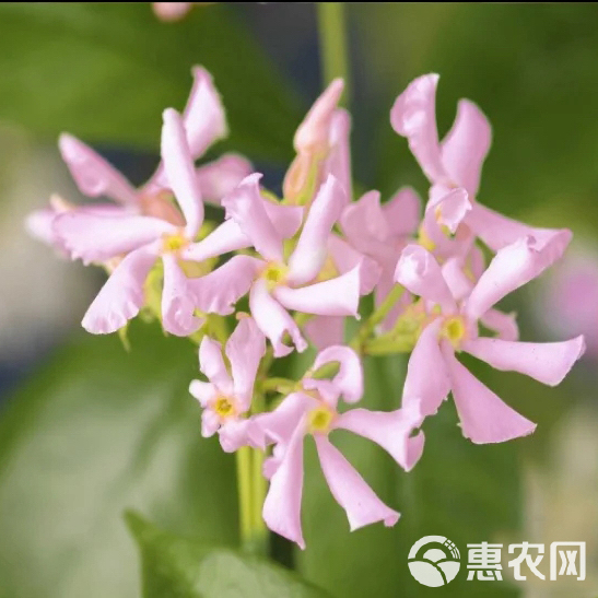 风车茉莉粉色爬藤花卉植物好养适合阳台盆栽..