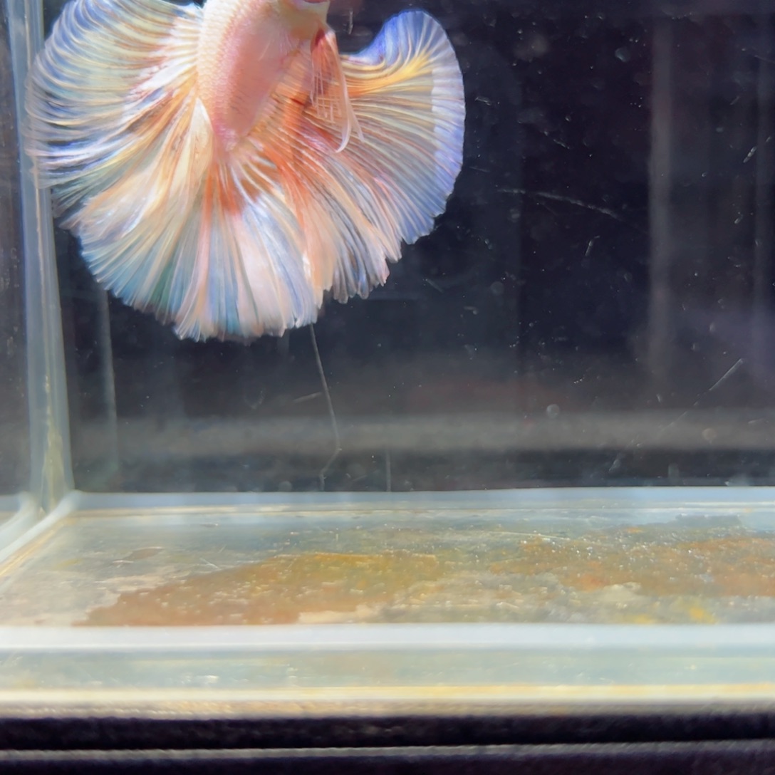 斗鱼浅色特殊尾hhhh