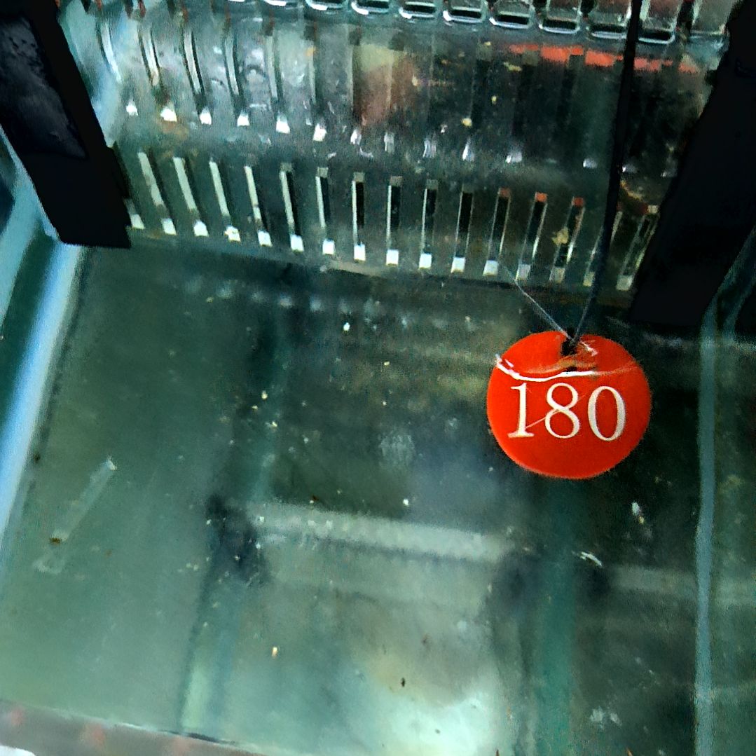 海水鱼医生虾125-180