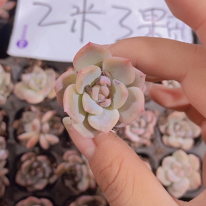 16精品琥珀2米3颗