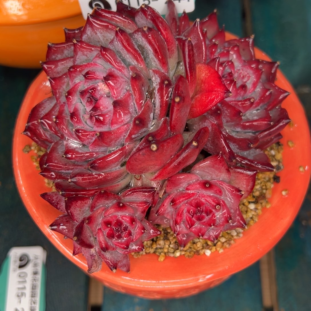 从前慢多肉精选编号0115.244