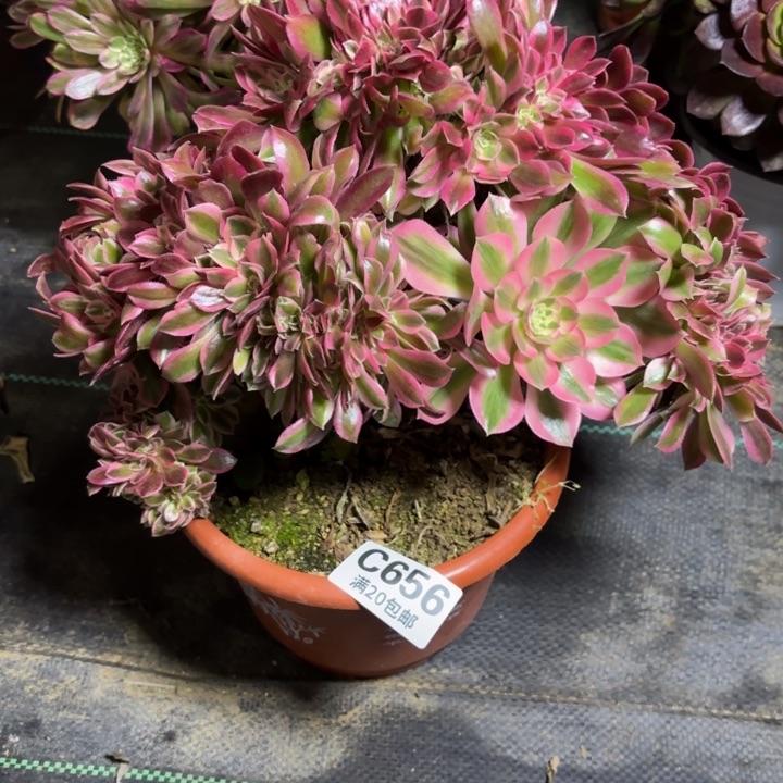 瑞妈一物一拍656