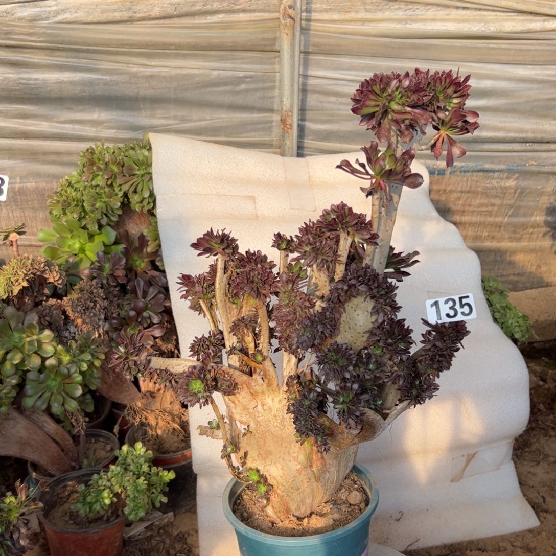 有伤黑缀135高度45厘米