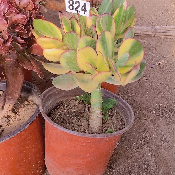 824新花月锦老庄