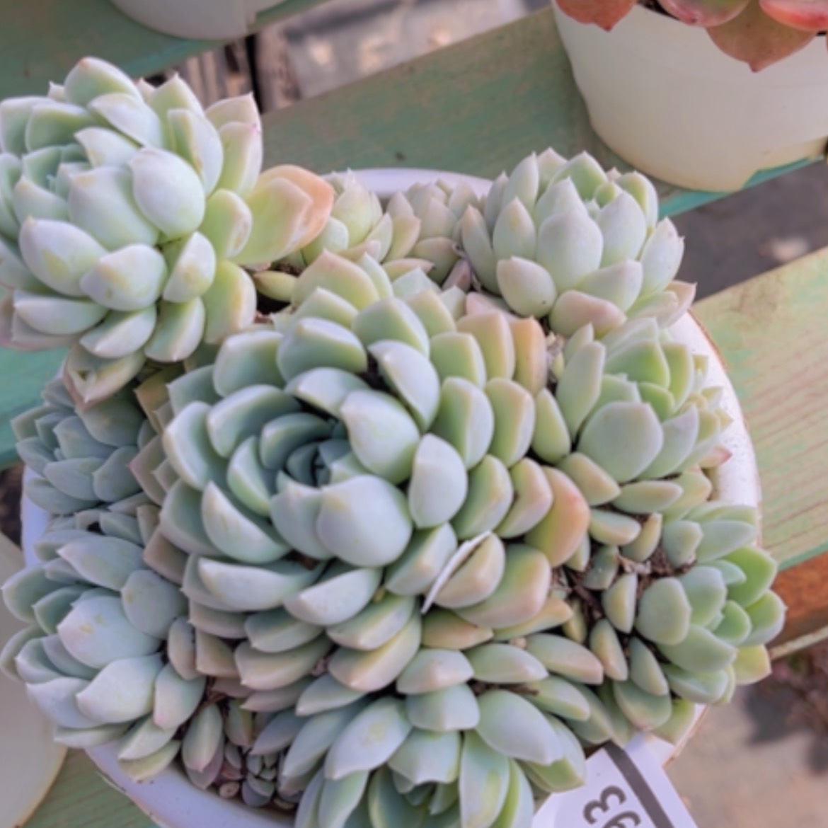 【闪购商品】奶油美人05193