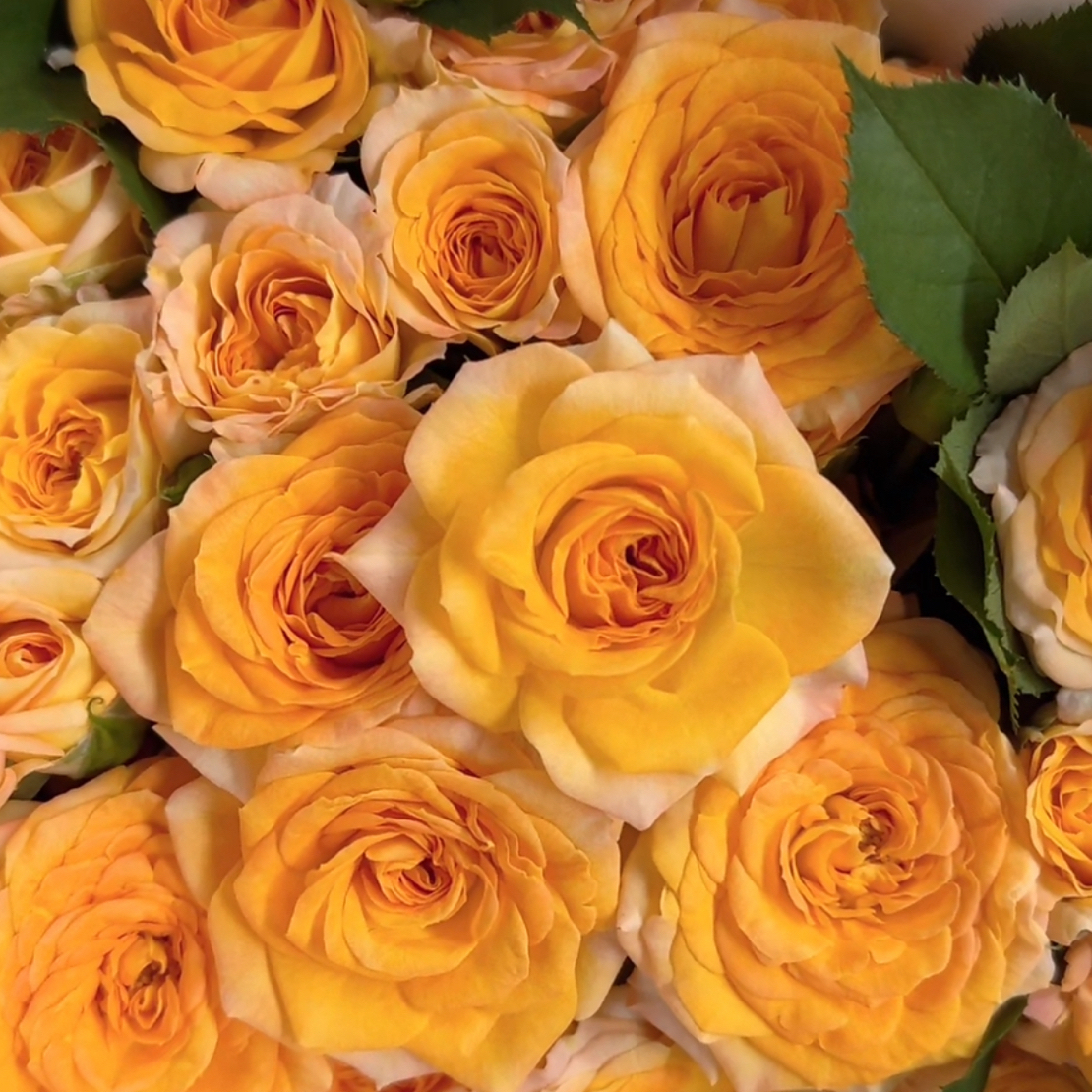 六翼天使-多头玫瑰（任意两单包邮，一单需要补运费）鲜花