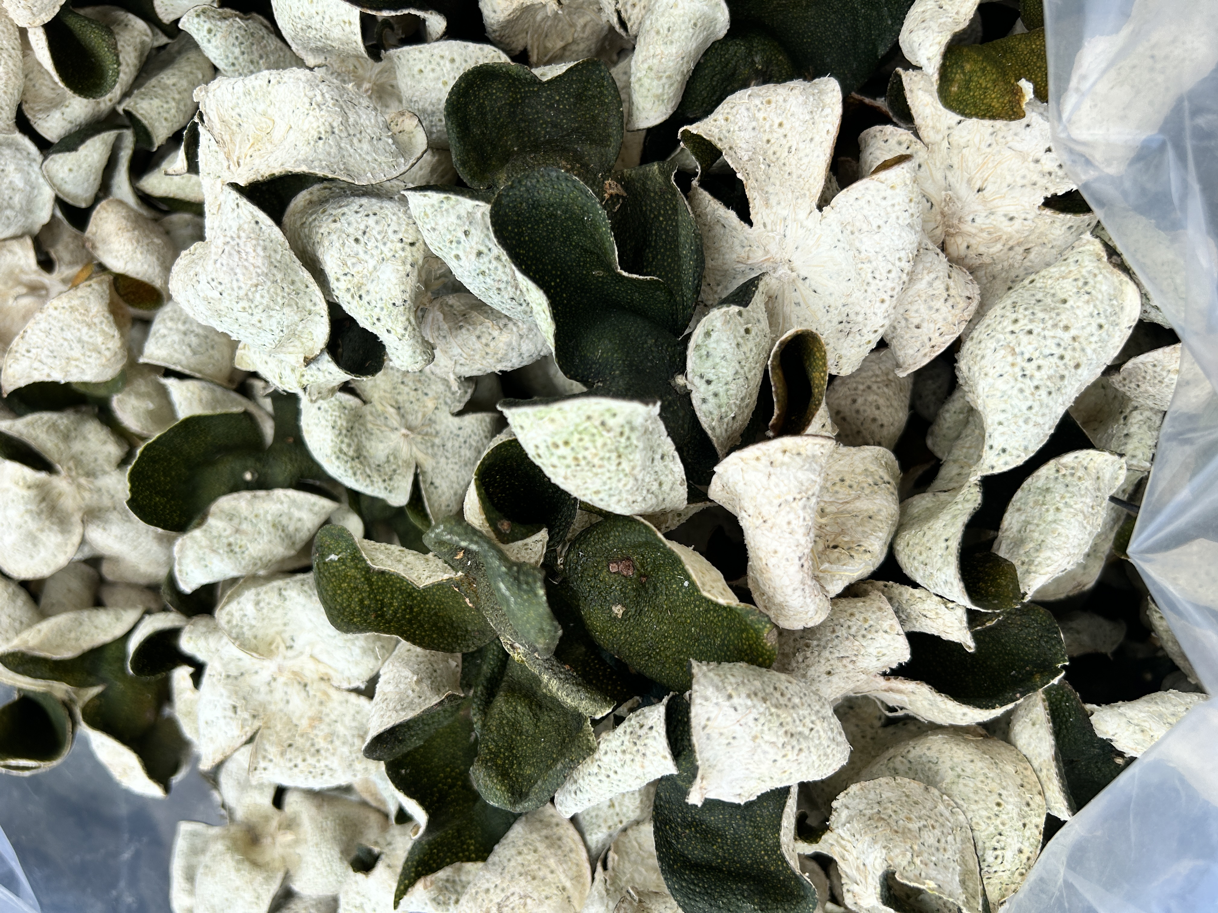 2025新会10月大青皮 梅岗沙15年老树驳枝 纯天然生晒 可遇不可求