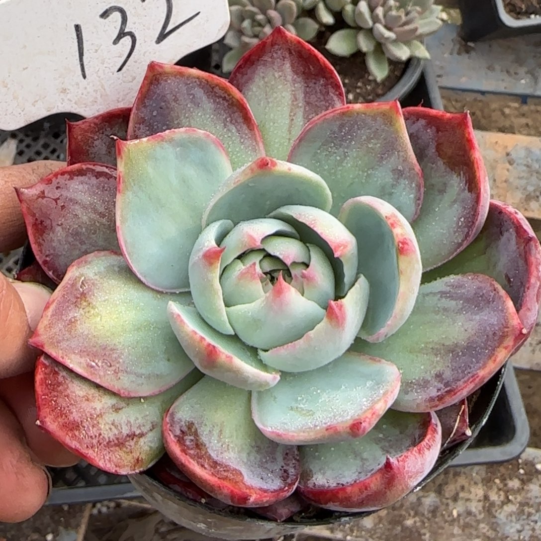 血斑花脸拉丝惊鸿一物一拍包装收缩花旱132