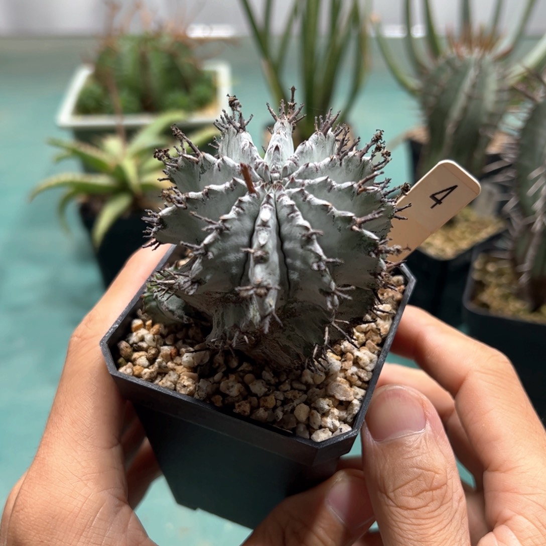 超白魁伟玉 侧芽繁殖4号 脱土发货多肉