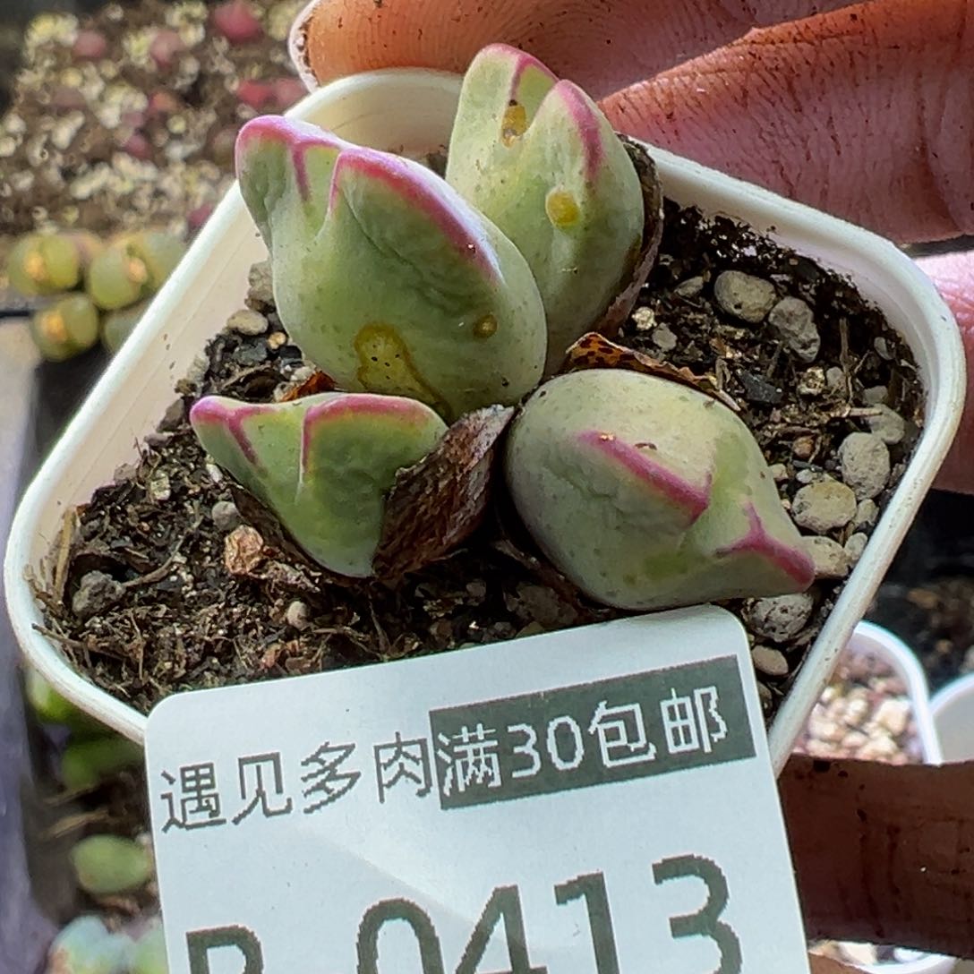 多肉植物1111111111111