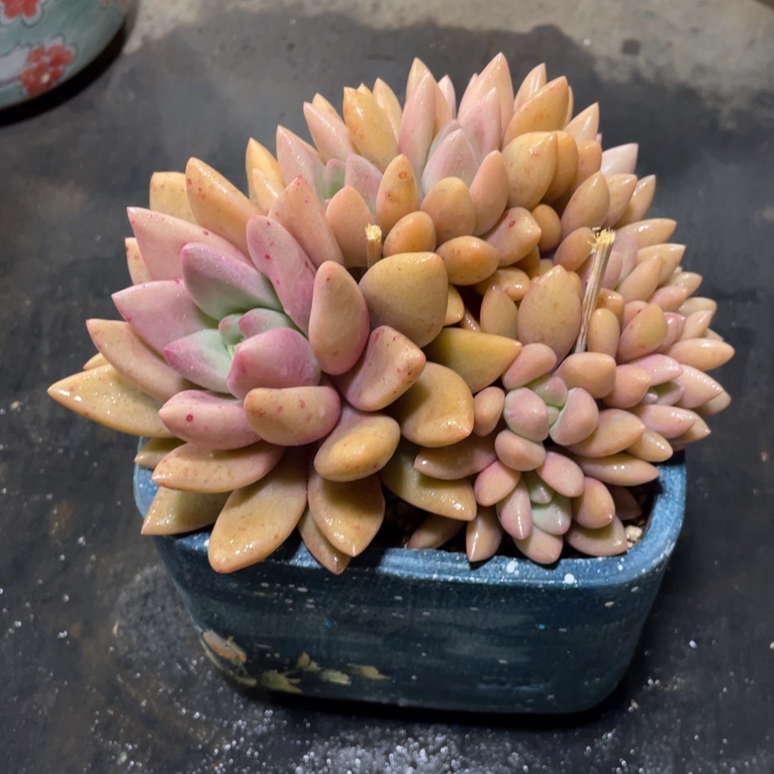 满68包邮发中通快递