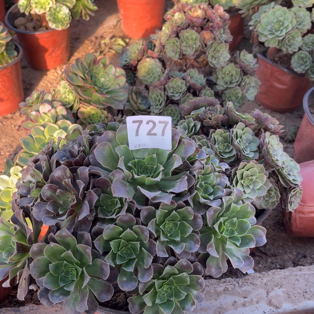 欧子727不包断枝的