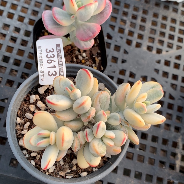 无花朵乒乓福娘锦33613