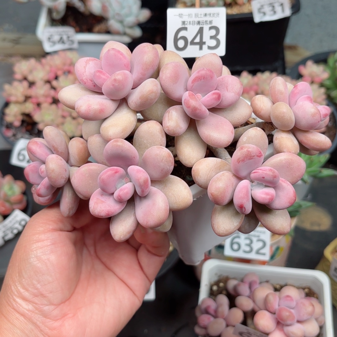 糖果桃蛋6 头无盆土发货