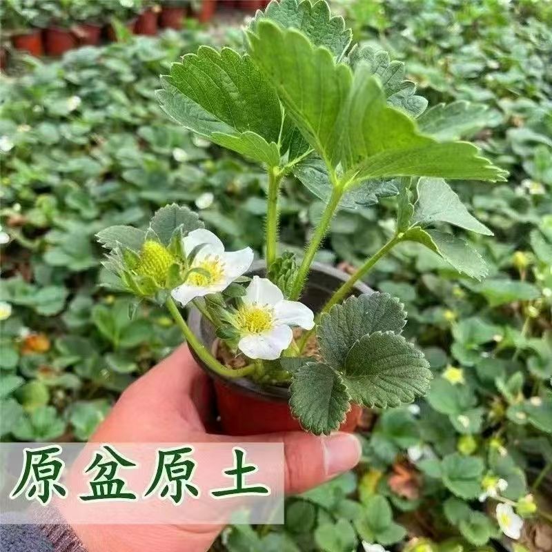 【带盆带土】奶油草莓苗盆栽带盆带土红颜四季结果可食用阳台新秧苗