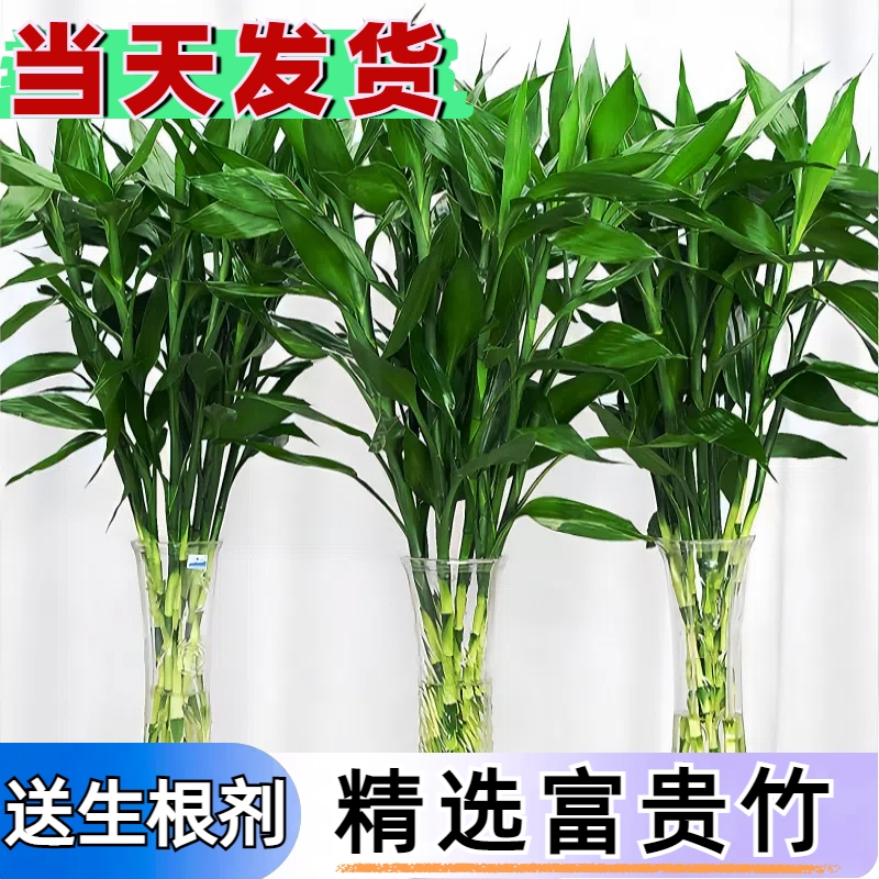 富贵竹水培植物室内客厅转运竹龙竹观音竹办公室桌面绿植四季盆栽