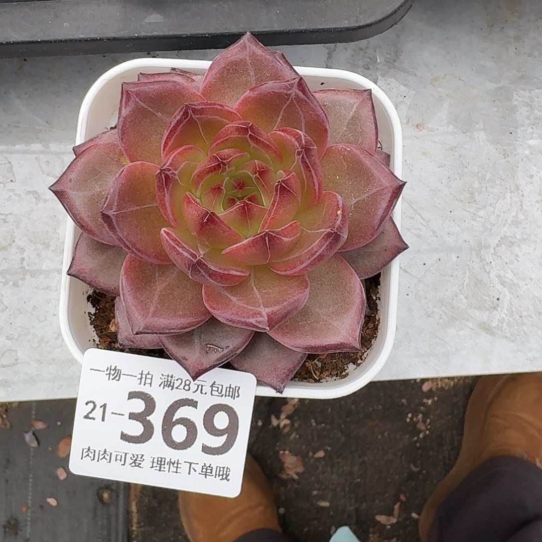 黑武士无盆土发货无