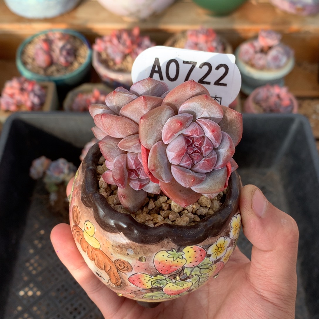 A0722 突尼斯 棒棒糖造型 有砍 7cm