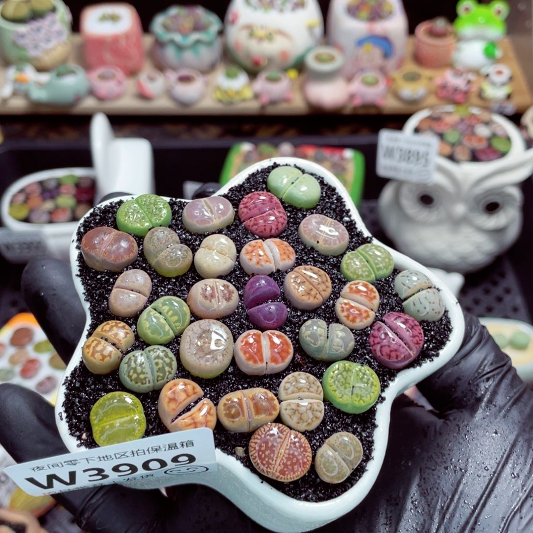 夜间零下地区拍保温箱w3909