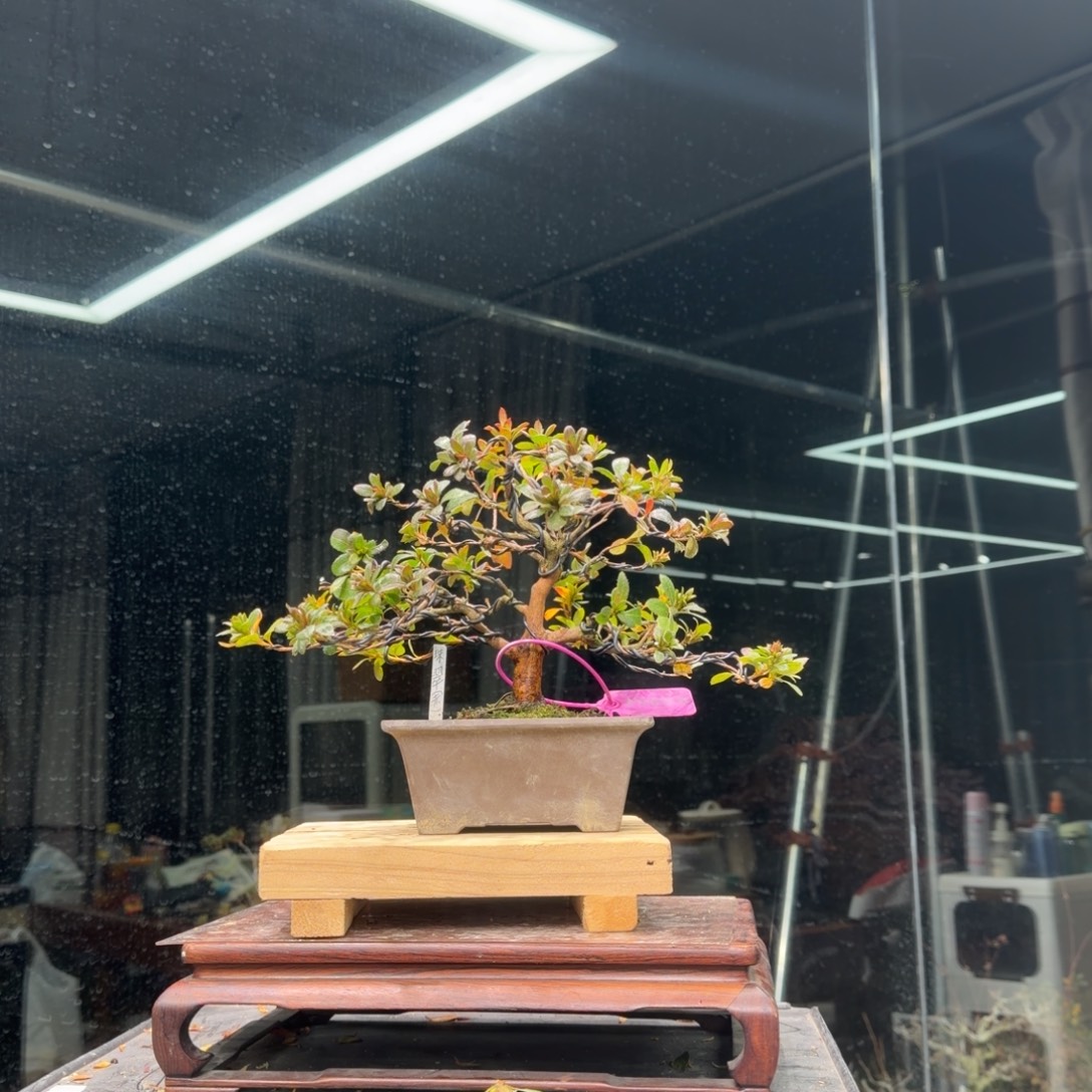 微***生无花朵花卉苗木花卉苗木