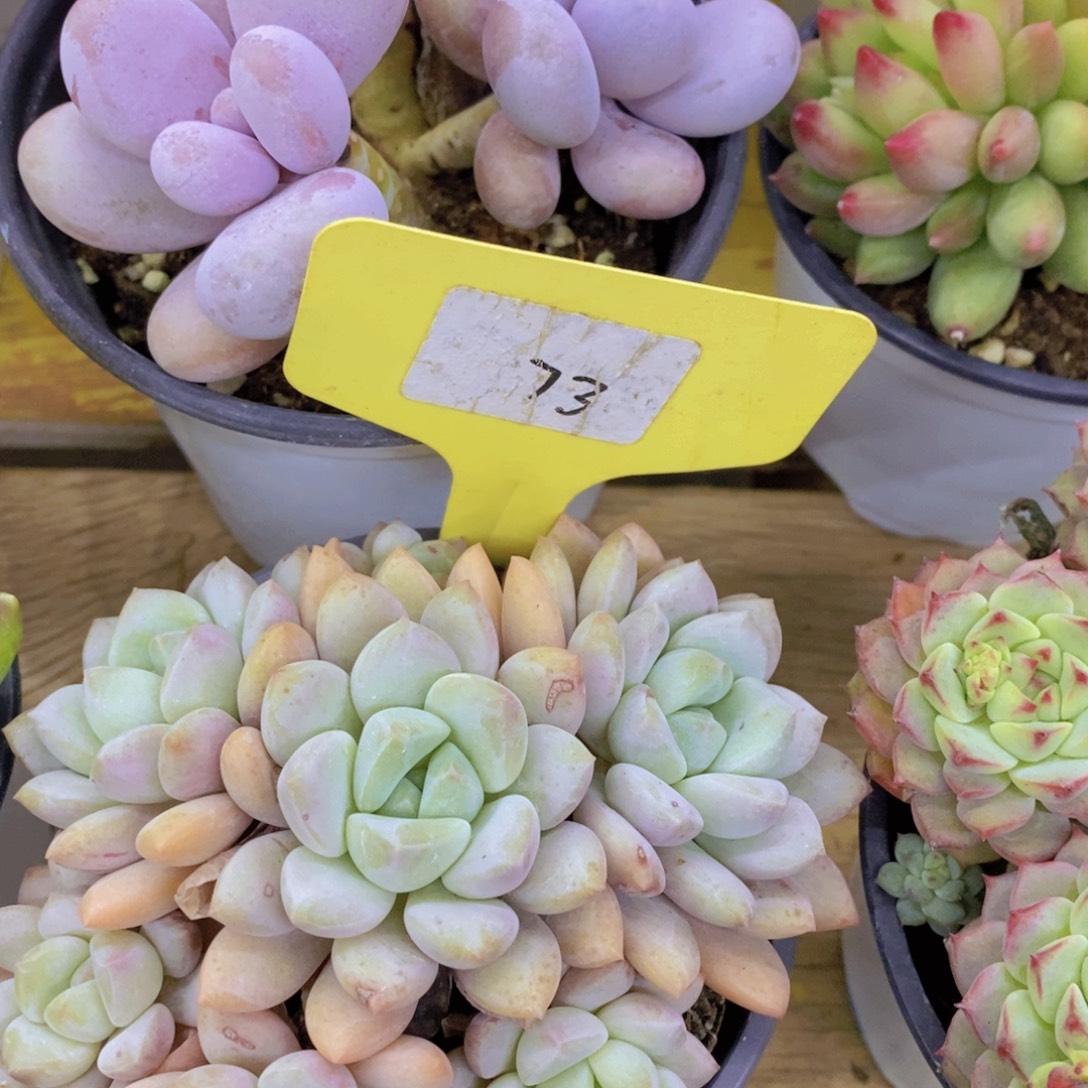 开心多肉，积木gay不做对比