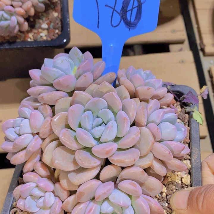 这么多都在一起吃