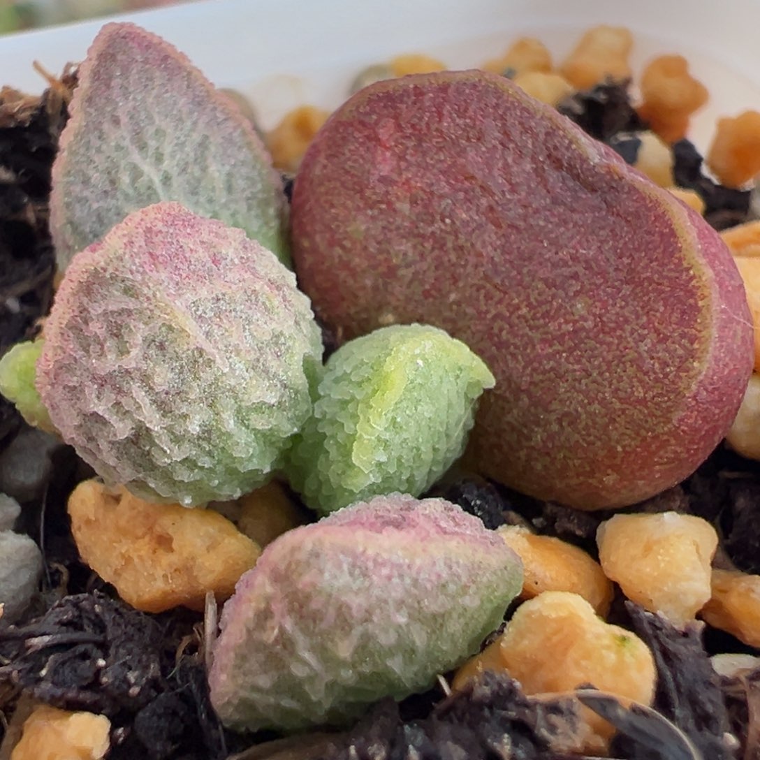 冰粉实生新品大苗多肉植物