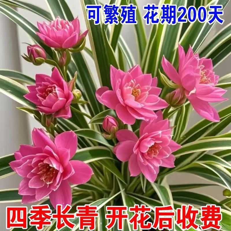 耐寒新品浓香型重瓣大花金边吊兰种球绿植花卉四季开花盆栽室内外