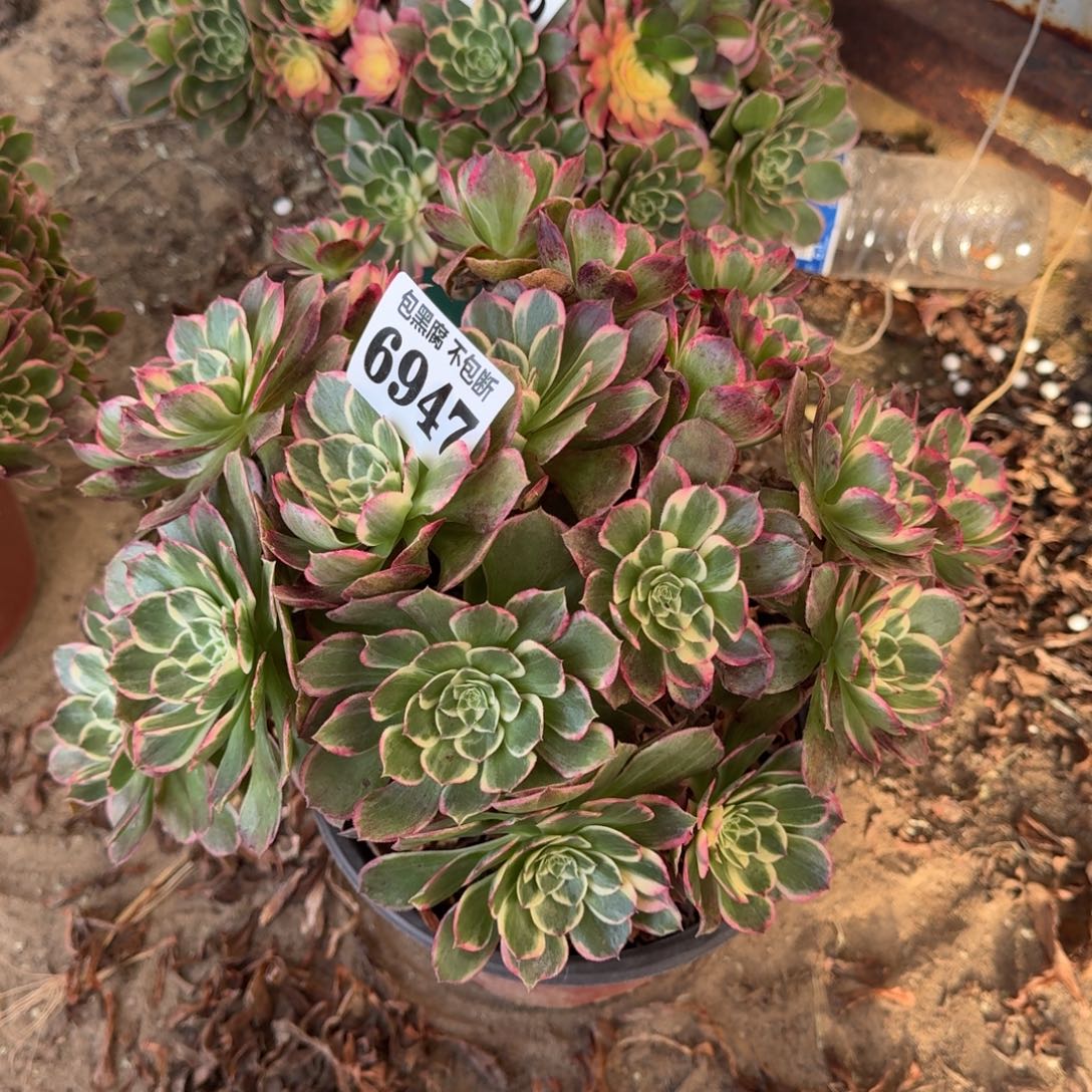 法师丘比特不包断6947 18-13