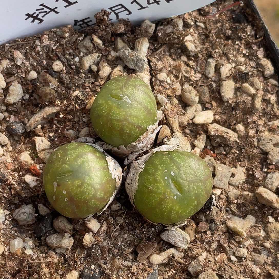 14-43送奶杂多肉植物