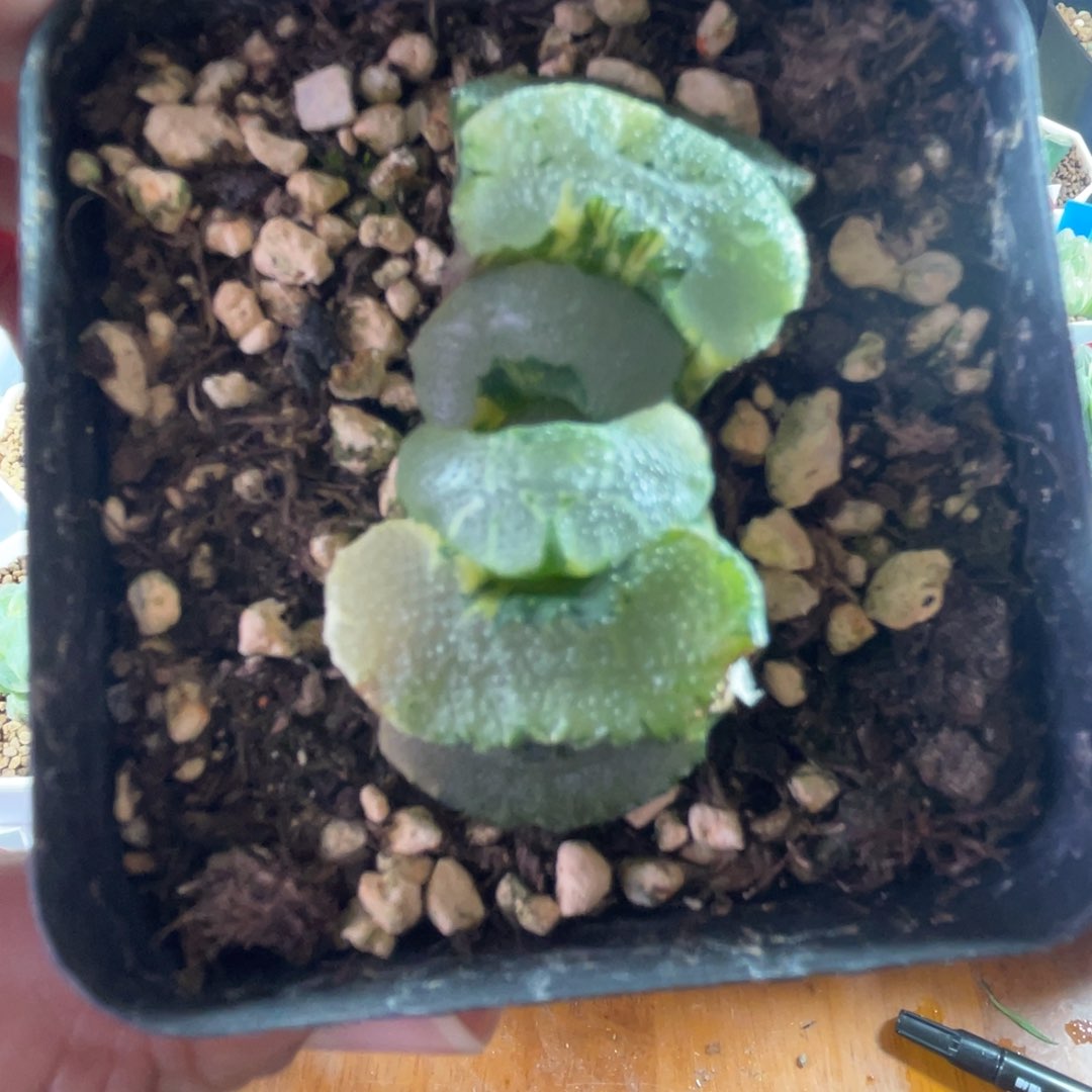 巨大化海野玉扇锦多肉