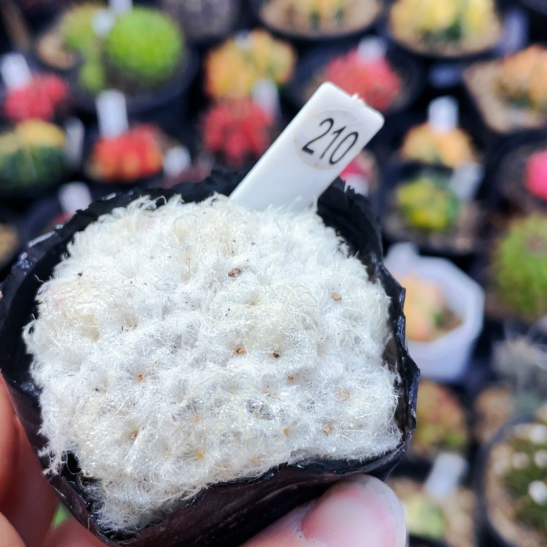 非偏远地区满25裸根发货仙人球