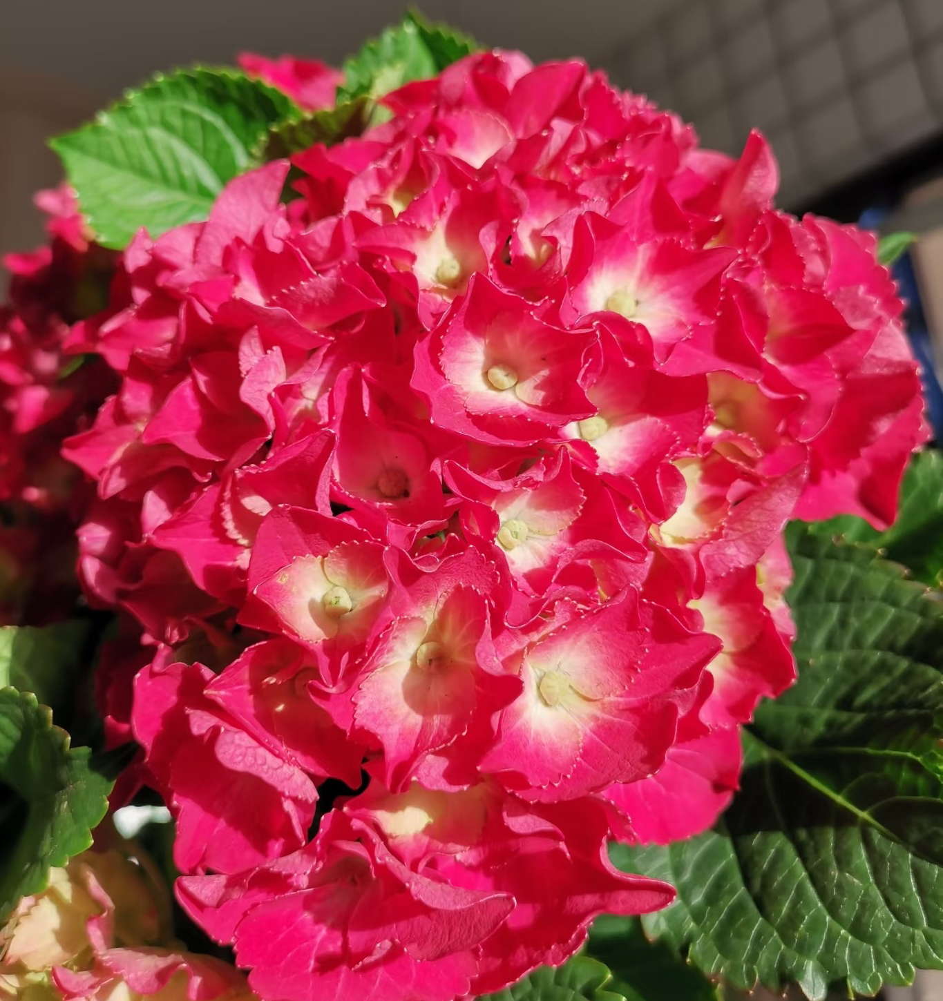 【魔幻红宝石】多花苞红色